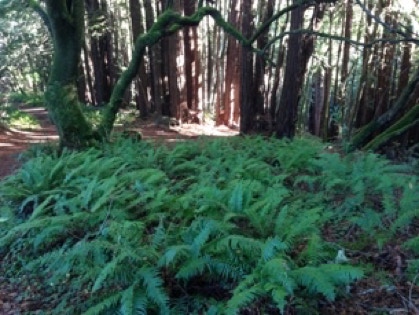 Ferns on hiking trail