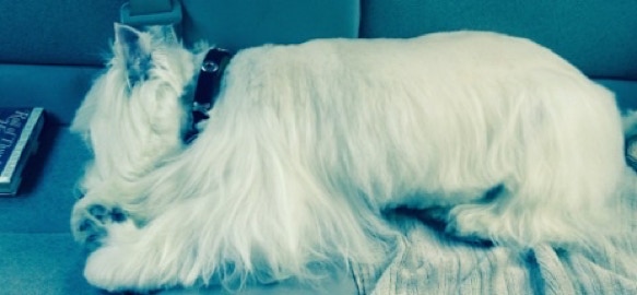 Finnigan the Terrier sleeping