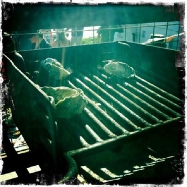 grilling oysters
