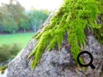 moss on rock