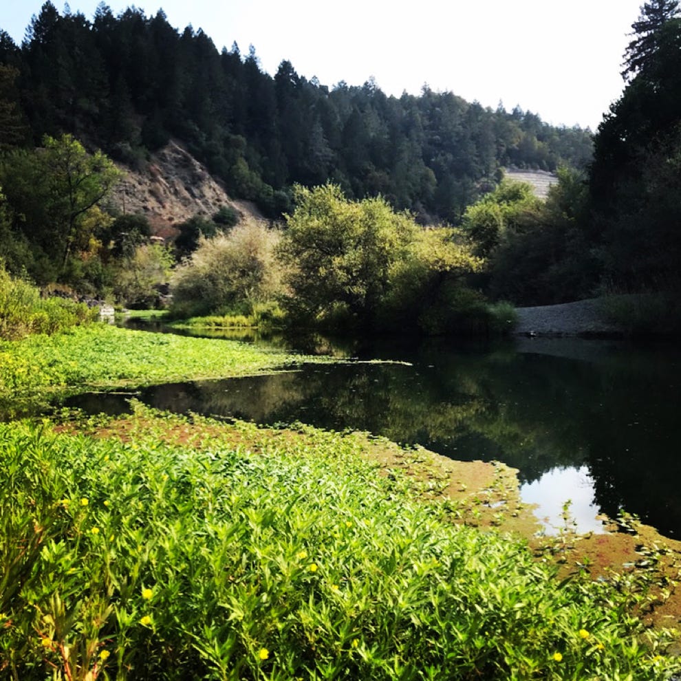 Top of the tube run on the Russian River at Schoolhouse Canyon Campground