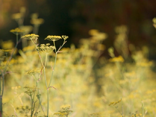 flowers in meadow at Schoolhouse Canyon