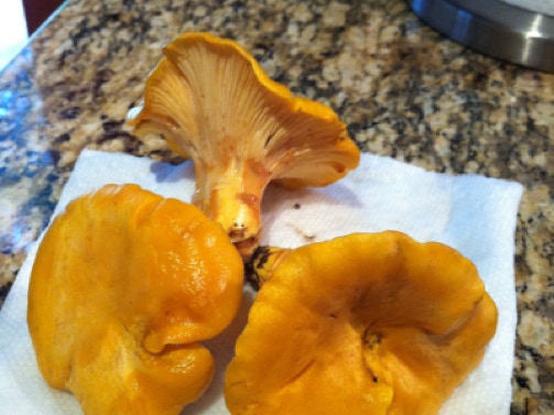 Chanterelle mushrooms on counter
