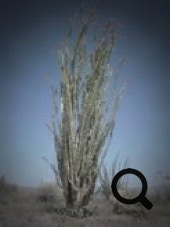 Anza Borrego plant