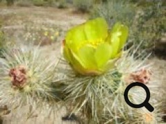 Anza Borrego cactus