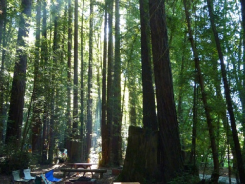 Site #24 redwoods