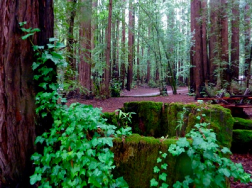 Redwood stump with ivy